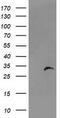 Proteasome Subunit Beta 4 antibody, CF503637, Origene, Western Blot image 