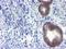 Glutathione S-Transferase Omega 2 antibody, NBP2-01626, Novus Biologicals, Immunohistochemistry frozen image 