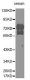 Vitronectin antibody, MBS127744, MyBioSource, Western Blot image 