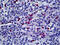 Macrophages antibody, 51-640, ProSci, Immunohistochemistry paraffin image 