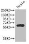 Interactor Of Little Elongation Complex ELL Subunit 1 antibody, CSB-PA897466LA01HU, Cusabio, Western Blot image 