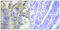Collagen alpha-5(IV) chain antibody, abx013951, Abbexa, Immunohistochemistry frozen image 
