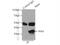 Cyclin Y antibody, 18042-1-AP, Proteintech Group, Immunoprecipitation image 