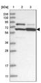 WW Domain Containing Adaptor With Coiled-Coil antibody, NBP1-88581, Novus Biologicals, Western Blot image 