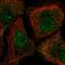 Star-PAP antibody, HPA069055, Atlas Antibodies, Immunocytochemistry image 