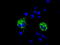 Cytochrome C Oxidase Subunit 6A1 antibody, CF501432, Origene, Immunofluorescence image 