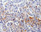 Leucine Rich Repeats And Immunoglobulin Like Domains 1 antibody, MBS2524774, MyBioSource, Immunohistochemistry paraffin image 
