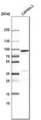 Transglutaminase 2 antibody, HPA021019, Atlas Antibodies, Western Blot image 
