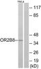 Putative olfactory receptor 2B8 antibody, A30906, Boster Biological Technology, Western Blot image 