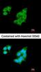 Polypeptide N-Acetylgalactosaminyltransferase 2 antibody, orb74120, Biorbyt, Immunofluorescence image 