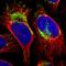 Protein TBRG4 antibody, HPA020582, Atlas Antibodies, Immunofluorescence image 