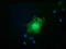 LRAT Domain Containing 2 antibody, TA501921, Origene, Immunofluorescence image 