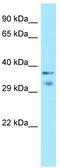 Mrgprc antibody, TA342781, Origene, Western Blot image 