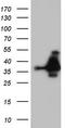 Homeobox protein Nkx-3.1 antibody, TA805119, Origene, Western Blot image 
