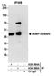 Aminoacyl TRNA Synthetase Complex Interacting Multifunctional Protein 1 antibody, A304-896A, Bethyl Labs, Immunoprecipitation image 