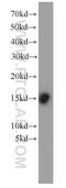 Fatty Acid Binding Protein 3 antibody, 10676-1-AP, Proteintech Group, Western Blot image 