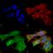 Versican antibody, SMC-439D-PCP, StressMarq, Immunofluorescence image 