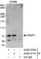 Mediator Complex Subunit 26 antibody, A302-370A, Bethyl Labs, Immunoprecipitation image 