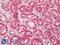 GAPDH antibody, LS-C188577, Lifespan Biosciences, Immunohistochemistry frozen image 