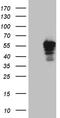 Perilipin 5 antibody, TA811630, Origene, Western Blot image 