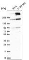 Trio Rho Guanine Nucleotide Exchange Factor antibody, PA5-66704, Invitrogen Antibodies, Western Blot image 