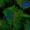 Dachsous Cadherin-Related 1 antibody, NBP2-13901, Novus Biologicals, Immunofluorescence image 