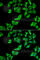 Aspartylglucosaminidase antibody, A6352, ABclonal Technology, Immunofluorescence image 