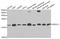 Ubiquitin Conjugating Enzyme E2 V1 antibody, orb247364, Biorbyt, Western Blot image 