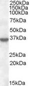 Annexin A1 antibody, TA305797, Origene, Western Blot image 