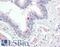 Mitochondrial Ribosomal Protein L24 antibody, LS-B8537, Lifespan Biosciences, Immunohistochemistry paraffin image 