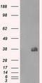 CD32a antibody, LS-C114747, Lifespan Biosciences, Western Blot image 