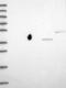 Zinc Finger Protein 564 antibody, NBP1-92630, Novus Biologicals, Western Blot image 