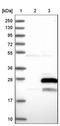 Mitochondrial Ribosomal Protein L47 antibody, NBP1-85663, Novus Biologicals, Western Blot image 