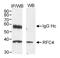 Replication factor C subunit 4 antibody, A300-321A, Bethyl Labs, Western Blot image 