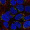Neurotrophin 4 antibody, HPA049376, Atlas Antibodies, Immunocytochemistry image 