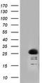 GTP-binding protein Rit2 antibody, TA501757, Origene, Western Blot image 