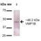 Vacuole Membrane Protein 1 antibody, SPC-680D-A655, StressMarq, Western Blot image 