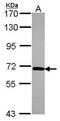 NOP58 Ribonucleoprotein antibody, PA5-30708, Invitrogen Antibodies, Western Blot image 