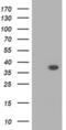Ras Association Domain Family Member 1 antibody, MA5-25425, Invitrogen Antibodies, Western Blot image 