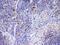 IL-12 antibody, PA5-79460, Invitrogen Antibodies, Immunohistochemistry frozen image 