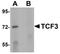 Transcription Factor 3 antibody, orb75363, Biorbyt, Western Blot image 