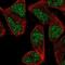 Zinc Finger Protein 627 antibody, NBP2-57935, Novus Biologicals, Immunofluorescence image 