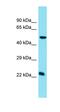Cytoplasmic FMR1 Interacting Protein 1 antibody, orb331285, Biorbyt, Western Blot image 