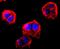 Fibroblast Growth Factor Receptor 3 antibody, NBP2-66839, Novus Biologicals, Immunofluorescence image 