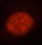 Heat Shock Transcription Factor 1 antibody, FNab04036, FineTest, Immunofluorescence image 