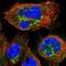 Meiosis Regulator And MRNA Stability Factor 1 antibody, NBP1-87854, Novus Biologicals, Immunofluorescence image 
