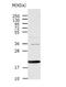 hAG-2 antibody, TA322502, Origene, Western Blot image 