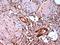 ER-beta antibody, MCA4676GA, Bio-Rad (formerly AbD Serotec) , Immunohistochemistry paraffin image 