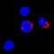 Granzyme H antibody, BAF1377, R&D Systems, Immunofluorescence image 