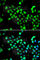 EEF1A Lysine And N-Terminal Methyltransferase antibody, A7111, ABclonal Technology, Immunofluorescence image 